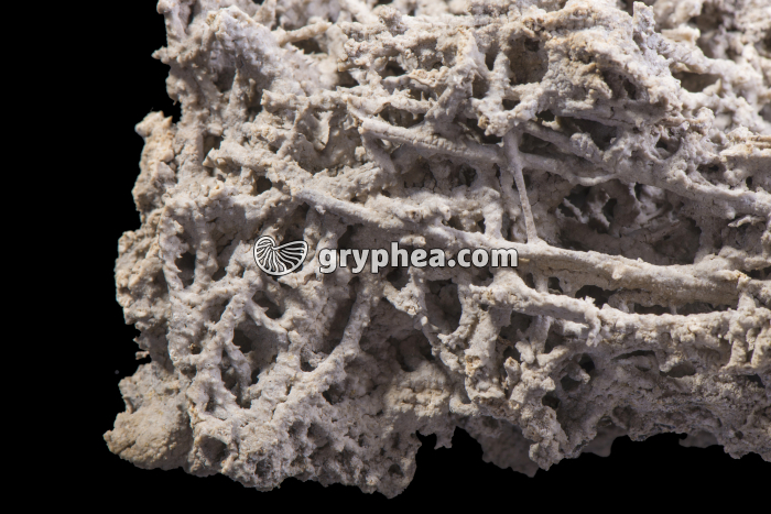 Tuf (détail) - gryphea.org